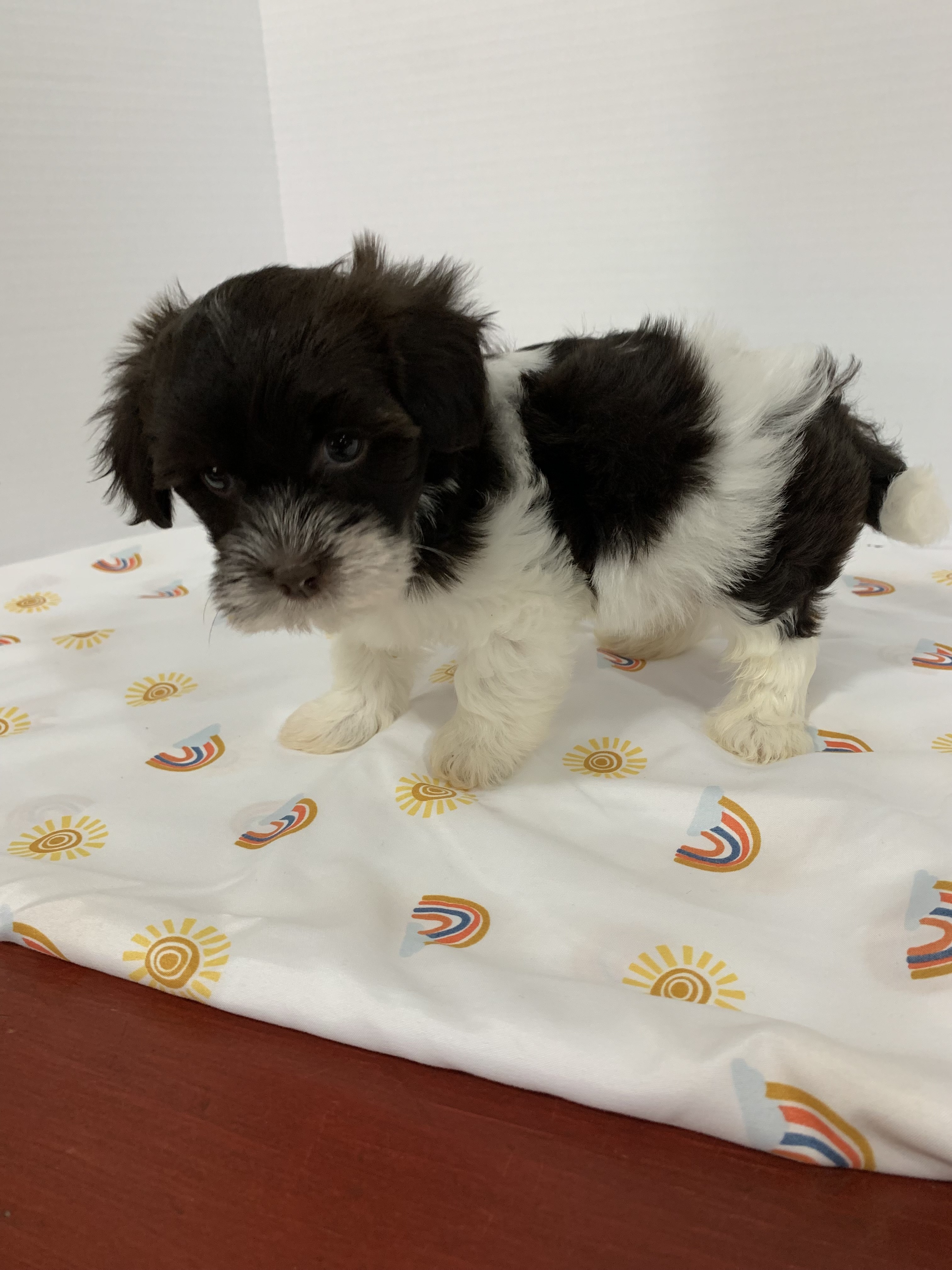 puppy, for, sale, Havanese, Debra K Lott, dog, breeder, Merit, TX, dog-breeder, puppy-for-sale, forsale, nearby, find, puppyfind, locator, puppylocator, aca